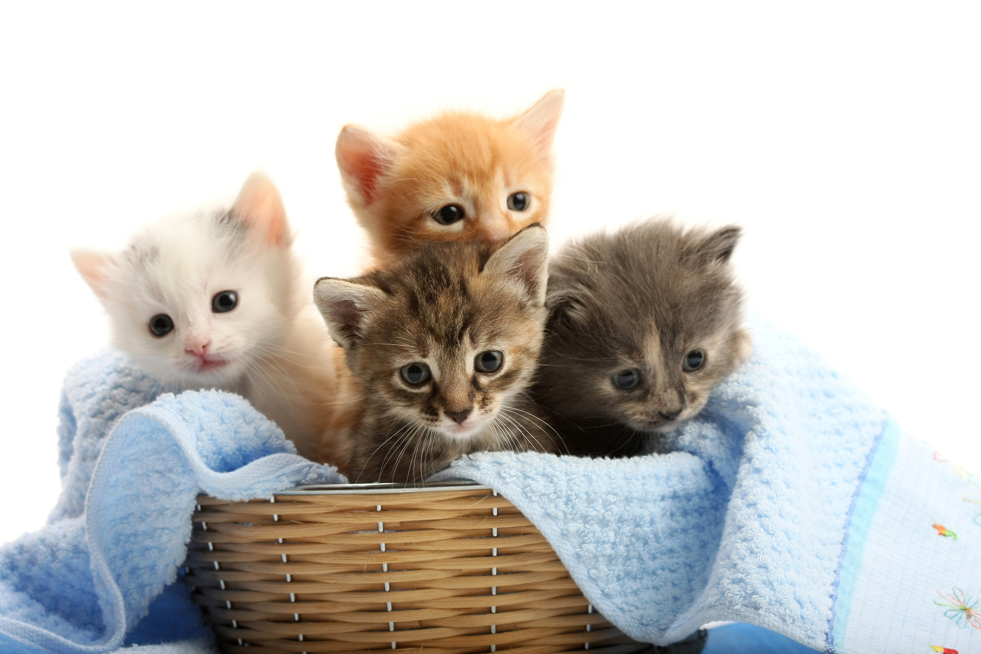 Small kittens in straw basket